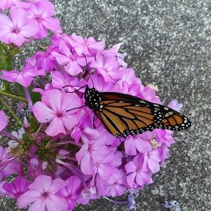 Meet your Posher, Robin